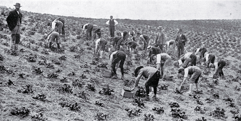 Strawberry growing near Waimate, South Canterbury : the pickers at work.