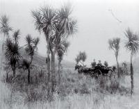 A horse & buggy travel through cabbage trees in Long Valley, North Canterbury 