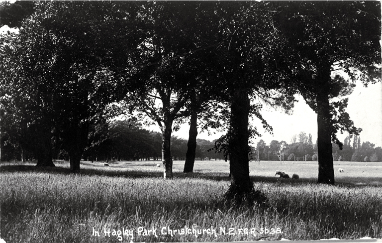 Sheep grazing in Hagley Park, Christchurch 