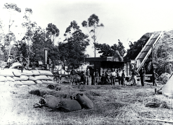 The threshing gang pose for the camera, Moderate farm, Bennetts district, Canterbury 