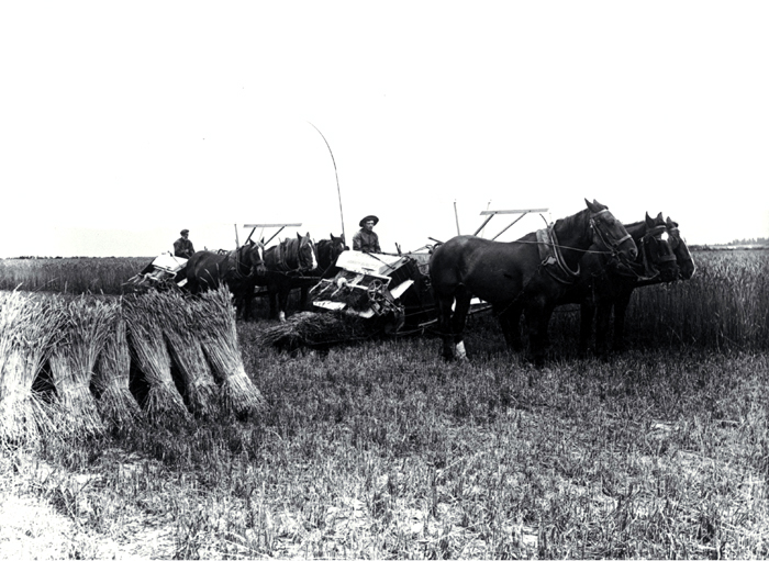 Reaping and binding wheat on the Moderate farm, Bennetts district, Canterbury 