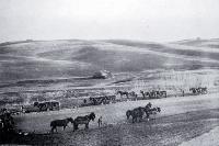 Eight teams of horses being used to plough a 400 acre paddock in South Canterbury 