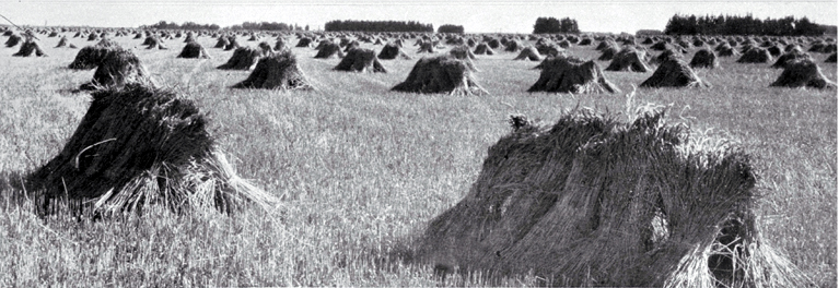 Sheaves of wheat stooked (stacked to dry before threshing) 