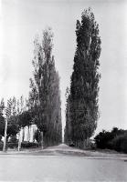A car on the poplar tree lined Beach Road that leads to Pines and Kairaki Beaches from Kaiapoi 