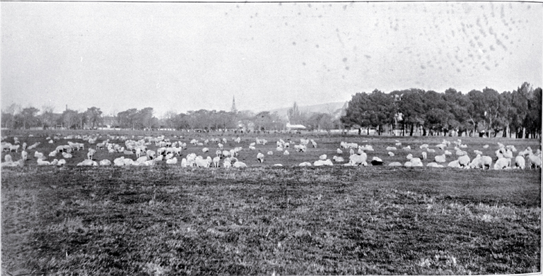 Sheep and cattle graze on the future site of the Hagley Golf course 