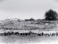 A sheep fair, saleyards 