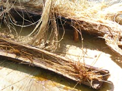 Tī Kōuka – The Cabbage Tree | Christchurch City Libraries Ngā Kete ...