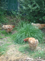 Chickens