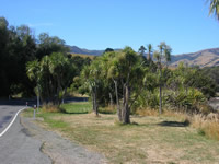 Cabbage tree at Barry's Bay