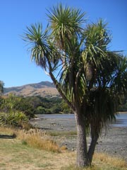 Ti Kouka at Barry's Bay