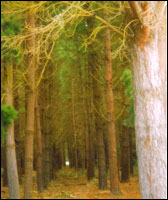 Bottle Lake Pine Plantation