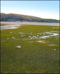 Opawaho / Ōtākaro estuary at low tide