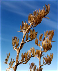 Harakeke flowerheads