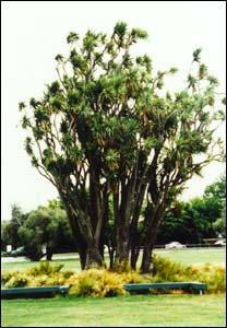 Te Herenga Ora: Cabbage Trees at Burnside High School