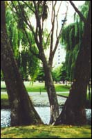 View through the trees of the square