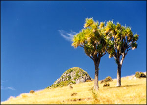 Te Pōhue (The Monument)