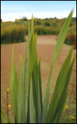 Travis Wetland