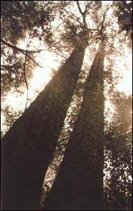 Kahikatea in Deans Bush