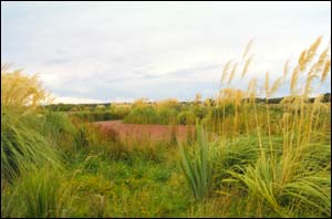 Travis Wetland