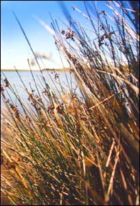 The reedy lake edge of Te Waihora