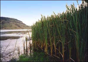 Raupo reeds alongside Wairewa