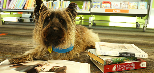 Reading to dogs