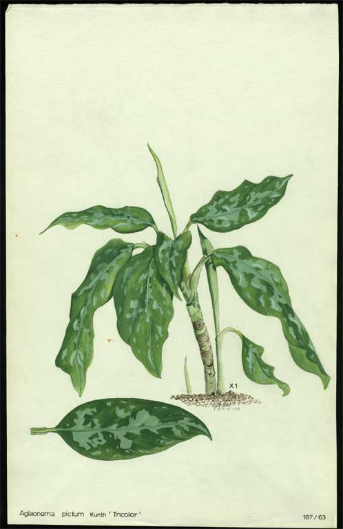 Aglaonema pictum Kunth 'Tricolor' 