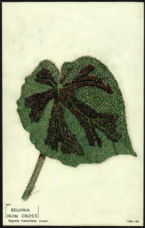 Begonia masoniana Irmsch  [Begonia Iron Cross] 