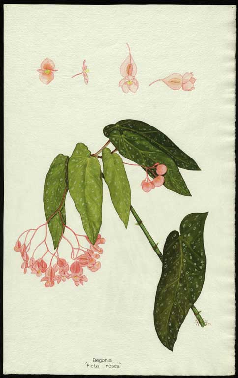 Begonia picta - rosea 