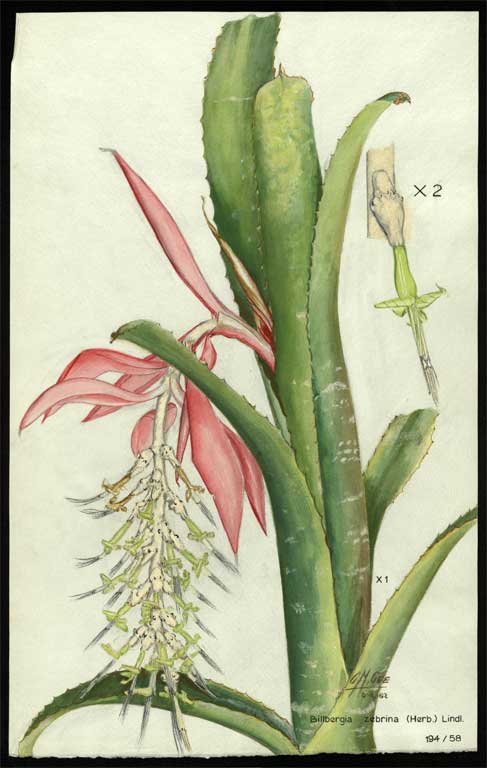 Billbergia zebrine (Herb.)  Lindl. 