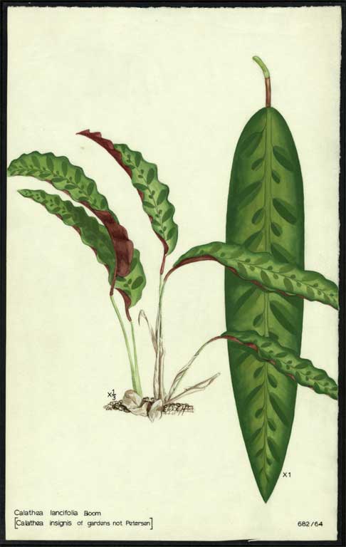 Calathea lancifolia Boom 