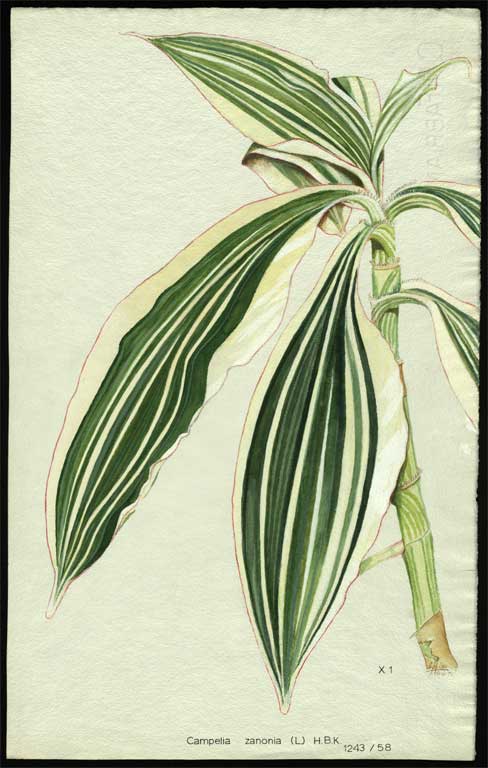 Campelia zanonia (L.) H.B.K. 
