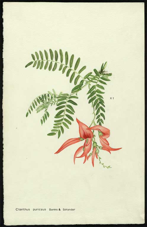 Clianthus puniceus 