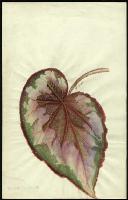 Image of Begonia 'Rosea - Superba'
