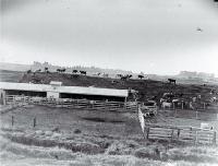 Milking shed 