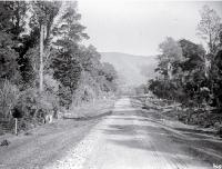 A road running through Peel Forest, South Canterbury