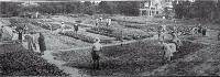 Women's Land Army plots, Abberley Park, St Albans 