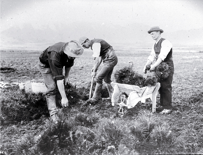 Prisoners planting trees on the Hanmer Plains Prisoners planting trees on the Hanmer Plains