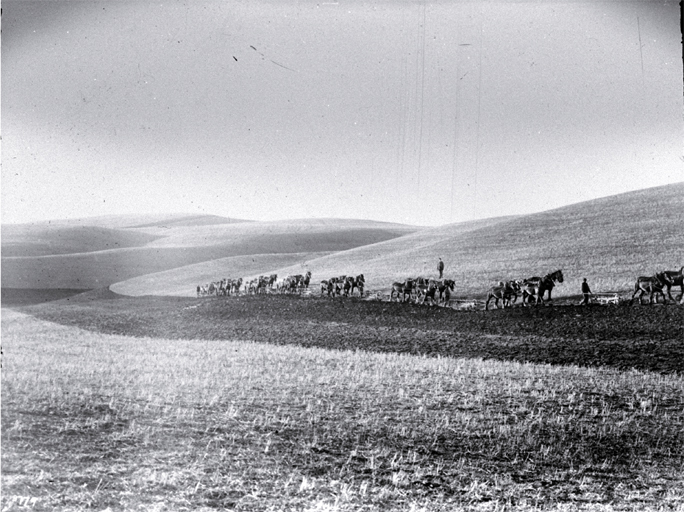 Seven 4-horse teams using double furrow ploughs with equalising chain yokes, ploughing 400 acres Seven 4-horse teams using double furrow ploughs with equalising chain yokes, ploughing 400 acres