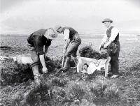 Prisoners planting trees on the Hanmer Plains 