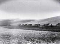 Seven 4-horse teams using double furrow ploughs with equalising chain yokes, ploughing 400 acres 
