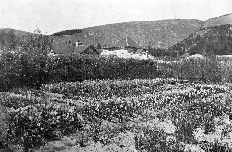 Beds of seedling Narcissi.