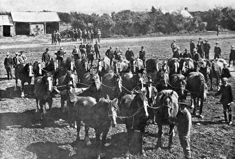 The draught horses: a very fine lot.