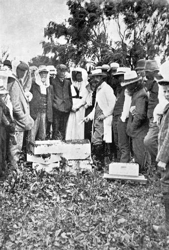 A demonstration with a modern hive: Mr Bowman, the Government Inspector, manipulating.