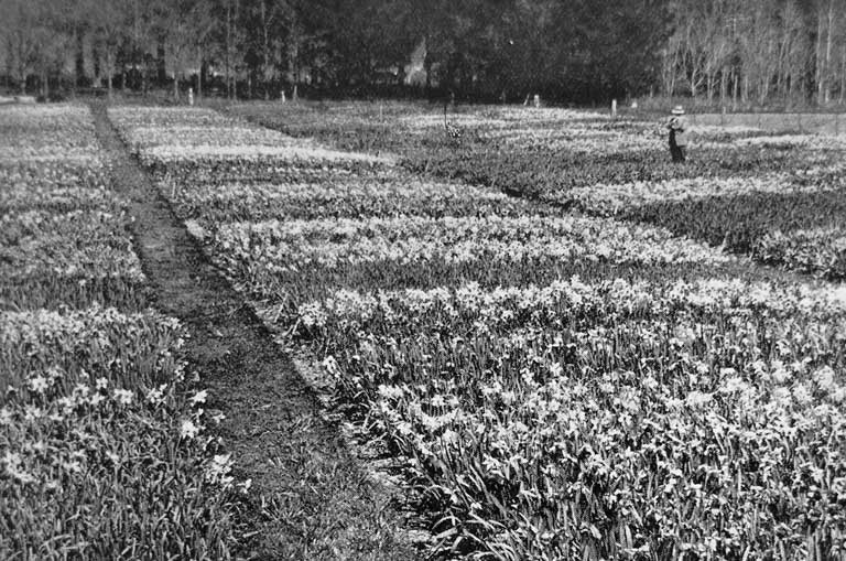 Sir Heaton Rhodes among the beautiful daffodil blooms at his homestead, Otahuna, Tai Tapu, near Christchurch.