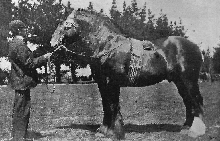 Mr J. Boag's first prize three-year-old draught colt, Royal Stuart.