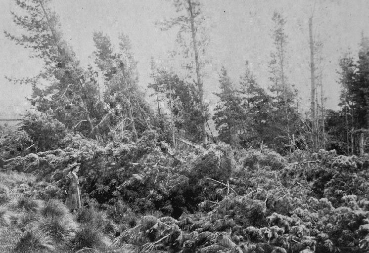 A plantation destroyed by wind.