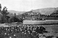 A distant view of Otahuna House, with Narcissi in the foreground.