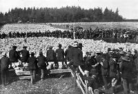 Mr Bourn selling the Bangor sheep (11,000 head).