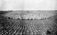 A line of cross-bred ewes.